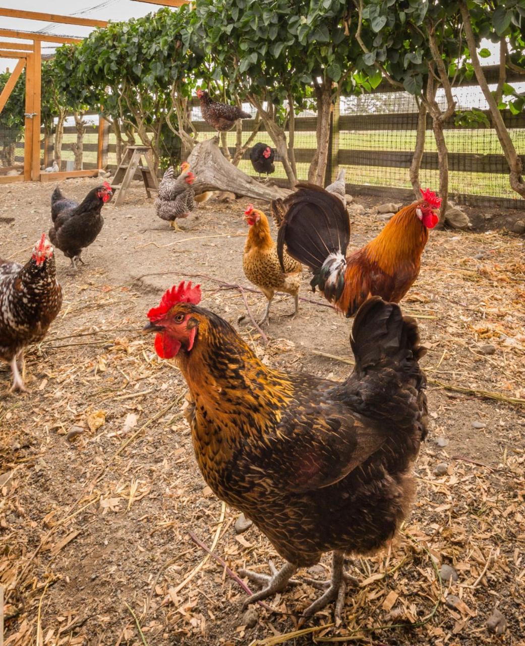 Dungeness Barn House Bed And Breakfast At Two Crows Farm 세킴 외부 사진